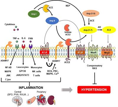 ADAM17-Mediated Shedding of Inflammatory Cytokines in Hypertension